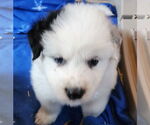 Small Mutt