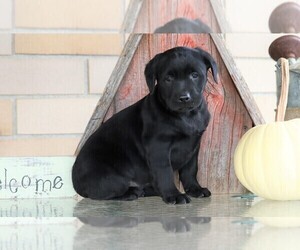 Labrador Retriever Puppy for sale in FREDERICKSBG, OH, USA