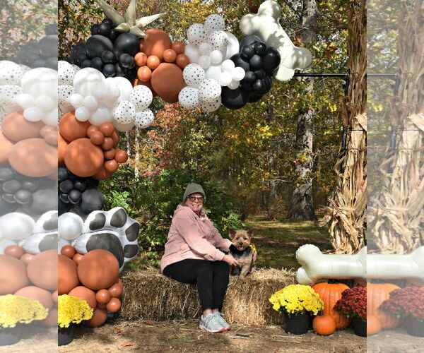 Medium Photo #5 Mutt Puppy For Sale in Spring Lake, NJ, USA