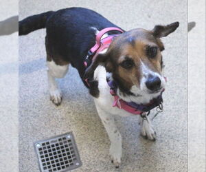 Beagle Dogs for adoption in Fairfax, VA, USA