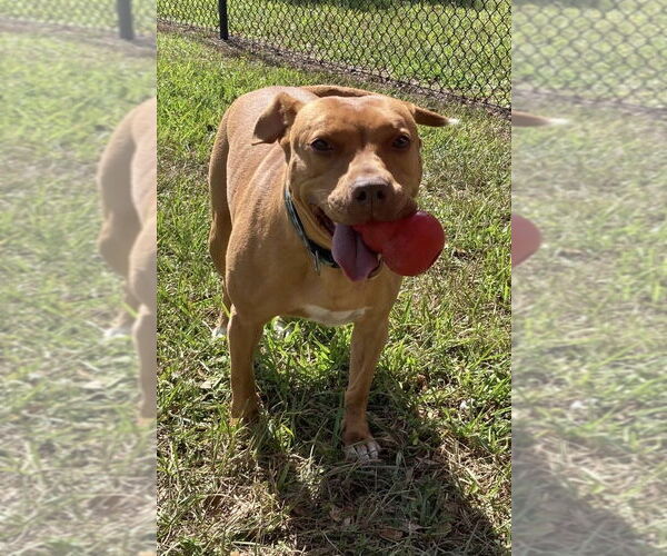 Medium Photo #2 Mutt Puppy For Sale in Davie, FL, USA