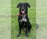 Small Great Dane-Labrador Retriever Mix