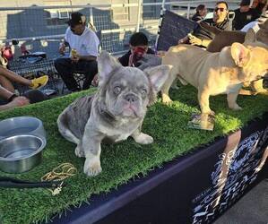 French Bulldog Puppy for sale in LOS ANGELES, CA, USA