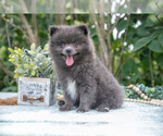 Small #2 Pomeranian