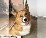 Small #4 Pembroke Welsh Corgi