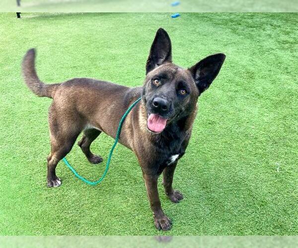 Medium Photo #1 Mutt Puppy For Sale in Orange, CA, USA