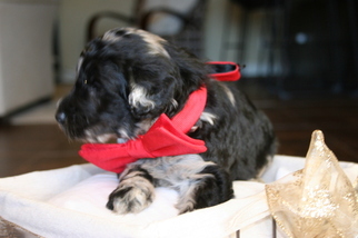 Medium Aussiedoodle-Poodle (Standard) Mix