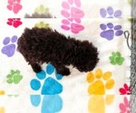 Small #10 Cockapoo (Toy)-Poodle (Toy) Mix