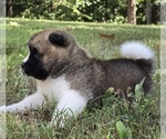 Small #2 Akita