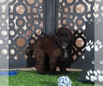 Small #3 Poodle (Miniature)