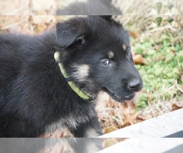Medium Photo #18 German Shepherd Dog Puppy For Sale in NOBLE, OK, USA