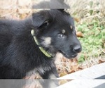 Small Photo #18 German Shepherd Dog Puppy For Sale in NOBLE, OK, USA