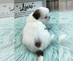 Small Photo #4 Shih Tzu Puppy For Sale in SILEX, MO, USA