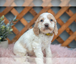 Puppy Miles Cock-A-Poo