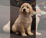 Puppy Purple girl Golden Retriever