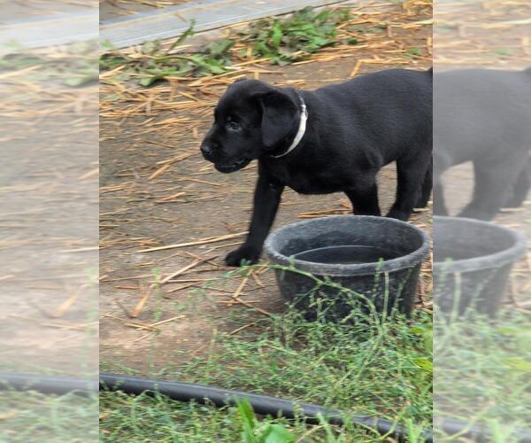Medium Photo #4 Labrador Retriever Puppy For Sale in EDINBURG, VA, USA