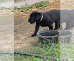Small #3 Labrador Retriever