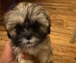 Puppy 2 Shih Tzu