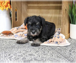 Small #3 Schnauzer (Miniature)