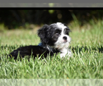 Small #4 Auss-Tzu