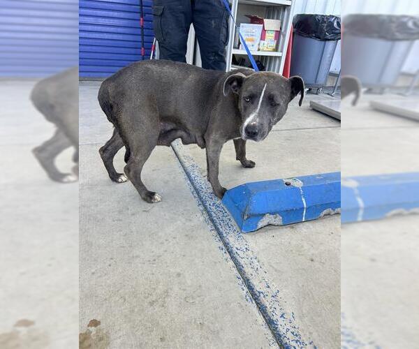 Medium Photo #1 Mutt Puppy For Sale in Bakersfield, CA, USA