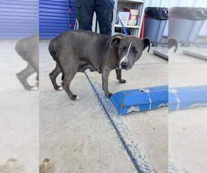 Mutt Dogs for adoption in Bakersfield, CA, USA