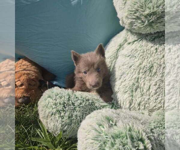 Medium Photo #1 German Shepherd Dog Puppy For Sale in RIGA, MI, USA