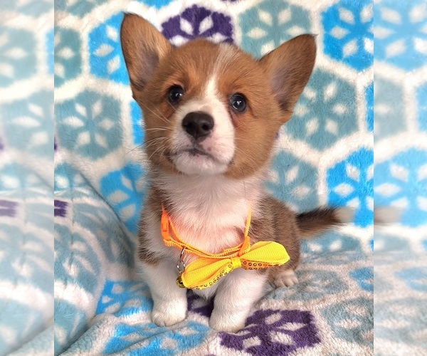 Medium Photo #5 Pembroke Welsh Corgi Puppy For Sale in ARROYO GRANDE, CA, USA