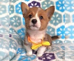 Small #4 Pembroke Welsh Corgi