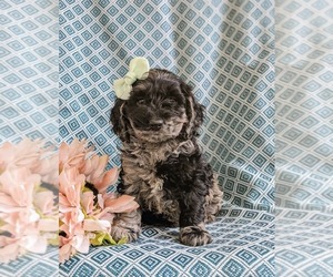 Cockapoo Puppy for sale in NOTTINGHAM, PA, USA