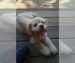 Small Cocker Spaniel