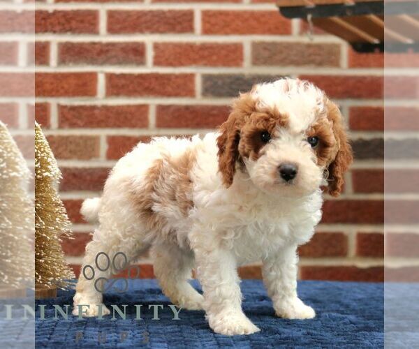 Medium Photo #3 Cavapoo (Miniature) Puppy For Sale in NEW HOLLAND, PA, USA