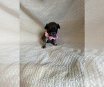 Small Photo #4 Chihuahua Puppy For Sale in JACKSON, GA, USA