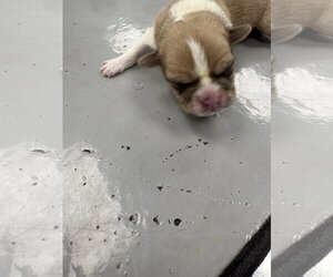 Chia - Female Olde Bulldog Dog for Adoption - Photo #8