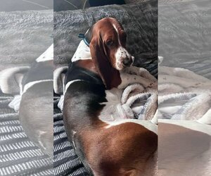 Basset Hound Dogs for adoption in Brookville, OH, USA