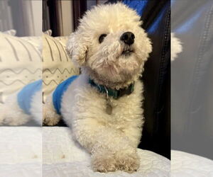 Poodle (Miniature)-Unknown Mix Dogs for adoption in Foristell, MO, USA