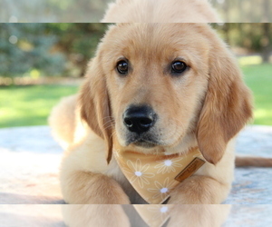 Golden Retriever Puppy for sale in BOSWELL, IN, USA