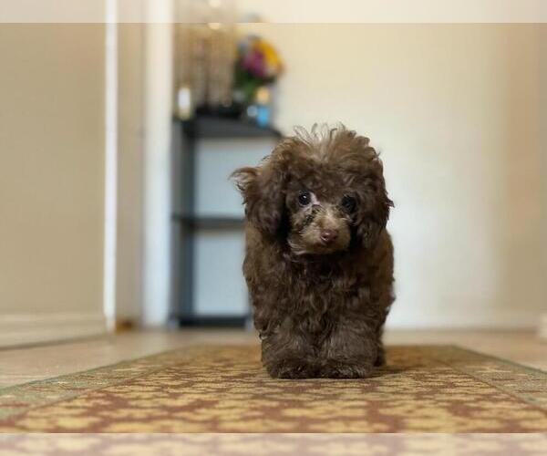 Medium Photo #6 Poodle (Toy) Puppy For Sale in TUCSON, AZ, USA