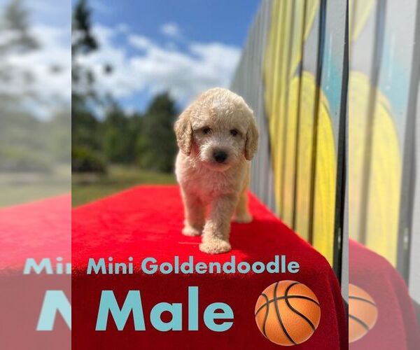 Medium Photo #1 Golden Retriever-Poodle (Toy) Mix Puppy For Sale in WINTER HAVEN, FL, USA