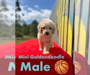 Medium Golden Retriever-Poodle (Toy) Mix