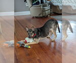 Small #4 German Shepherd Dog Mix