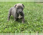 Puppy 7 American Bully-American Pit Bull Terrier Mix