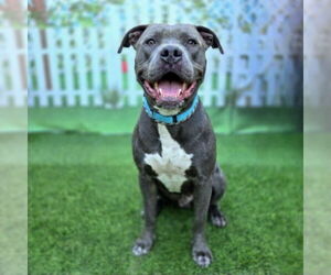 Mutt Dogs for adoption in Long Beach, CA, USA