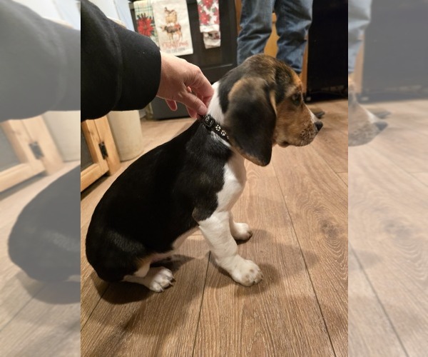 Medium Photo #1 Beagle Puppy For Sale in APPOMATTOX, VA, USA