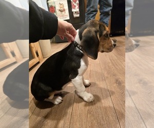 Beagle Puppy for sale in APPOMATTOX, VA, USA