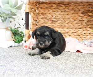 Schnauzer (Miniature) Puppy for sale in SYRACUSE, IN, USA