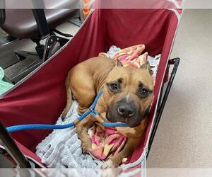 Mutt Dogs for adoption in Pasadena, CA, USA