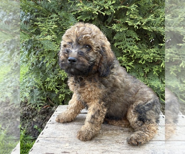 Medium Photo #2 Whoodle (Miniature) Puppy For Sale in MIDDLEBURY, IN, USA