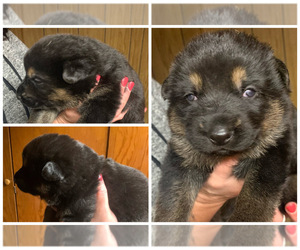 German Shepherd Dog Puppy for sale in AKRON, OH, USA