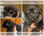 Small Photo #1 German Shepherd Dog Puppy For Sale in AKRON, OH, USA